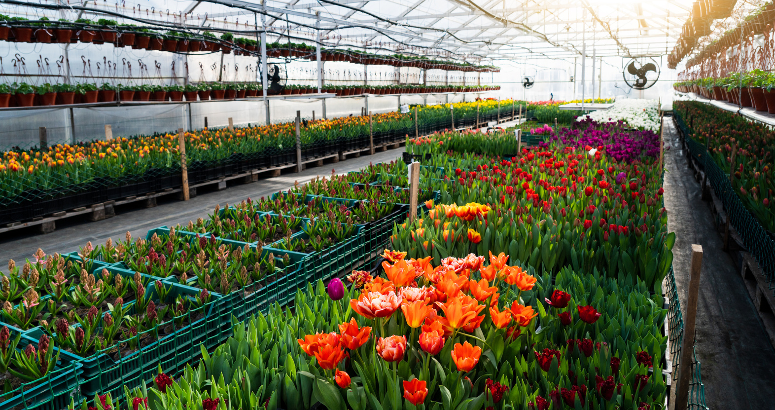 . Floriculture industry